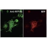 Immunoflouroscence - Anti-RFP Antibody (AB1140) - Antibodies.com
