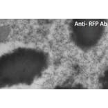 Immune Electron Microscopy - Anti-RFP Antibody (AB1140) - Antibodies.com