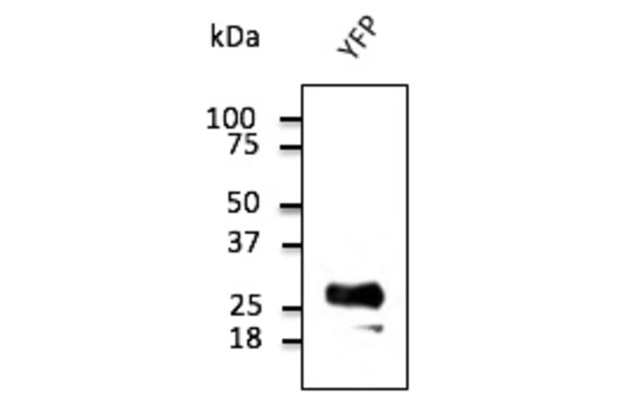Western Blot - Anti-YFP Antibody (AB1166) - Antibodies.com