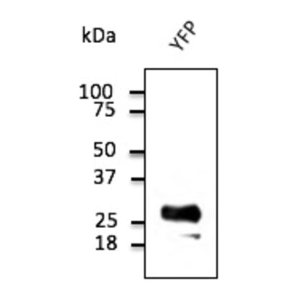 Western Blot - Anti-YFP Antibody (AB1166) - Antibodies.com