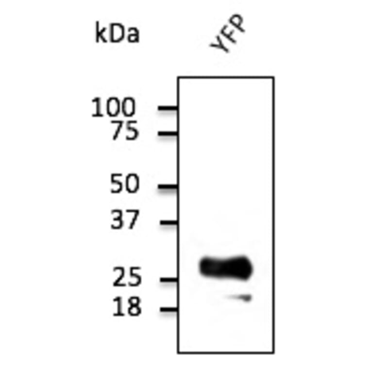 Western Blot - Anti-YFP Antibody (AB1166) - Antibodies.com