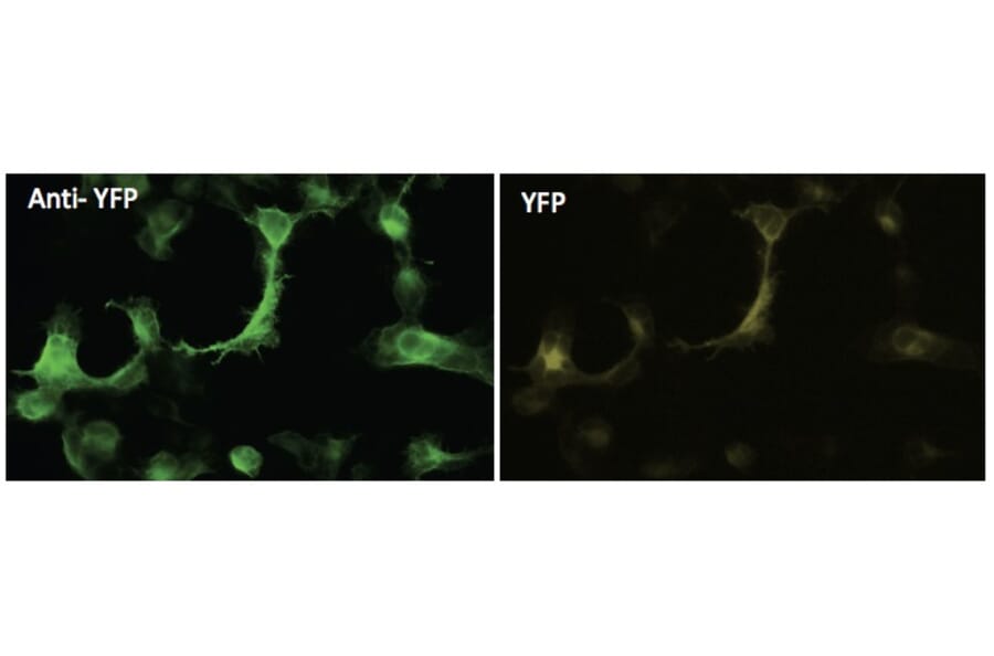 Immunoflouroscence - Anti-YFP Antibody (AB1166) - Antibodies.com