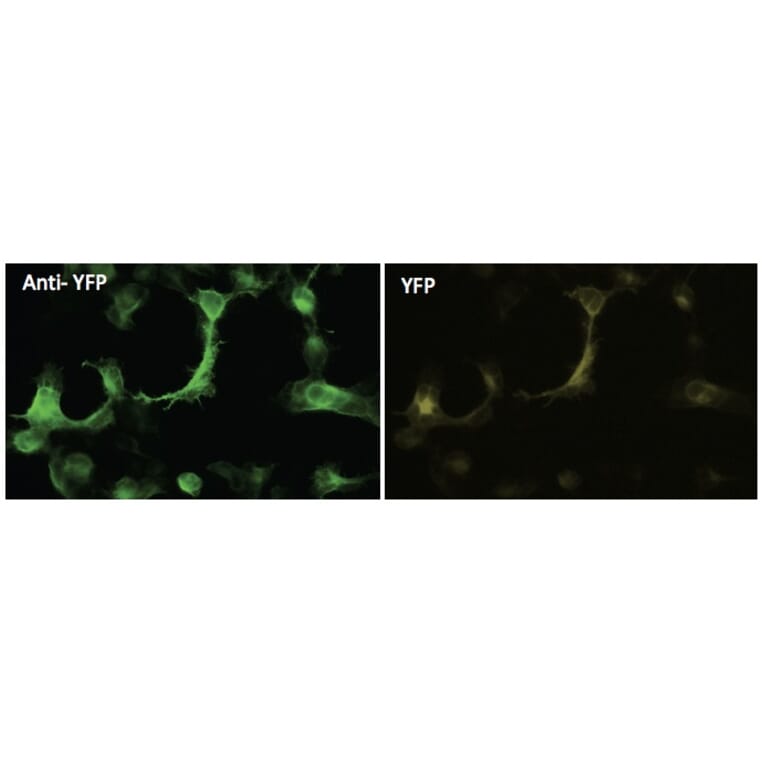 Immunoflouroscence - Anti-YFP Antibody (AB1166) - Antibodies.com