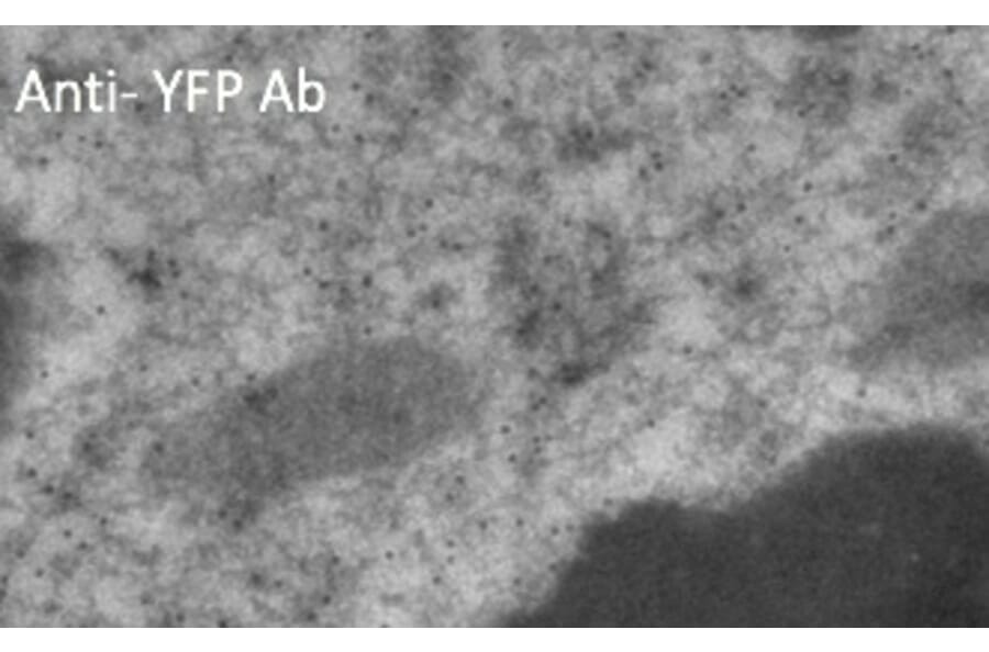 Immune Electron Microscopy - Anti-YFP Antibody (AB1166) - Antibodies.com