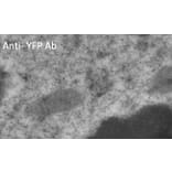 Immune Electron Microscopy - Anti-YFP Antibody (AB1166) - Antibodies.com