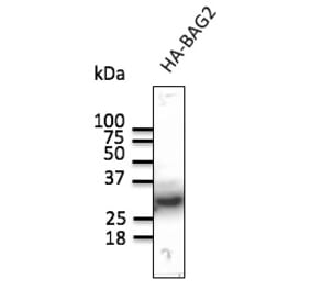 Western Blot - Anti-HA Tag Antibody (AB129168) - Antibodies.com