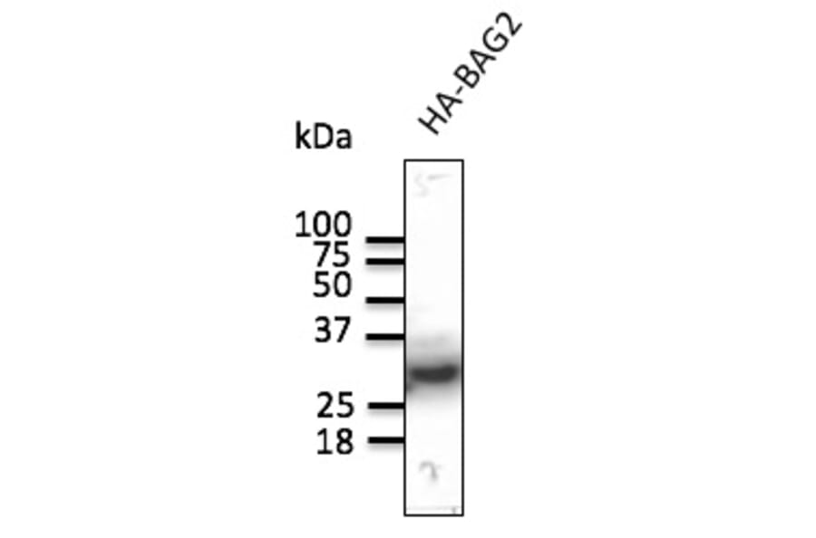 Western Blot - Anti-HA Tag Antibody (AB129168) - Antibodies.com