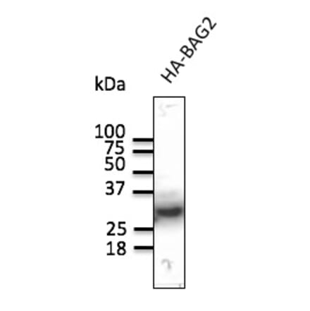 Western Blot - Anti-HA Tag Antibody (AB129168) - Antibodies.com