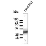 Western Blot - Anti-HA Tag Antibody (AB129168) - Antibodies.com