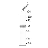 Western Blot - Anti-RAB15 Antibody (AB169170) - Antibodies.com