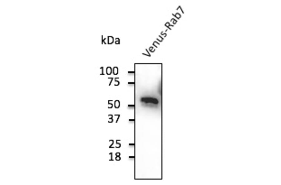 Western Blot - Anti-Venus Antibody (AB2166) - Antibodies.com