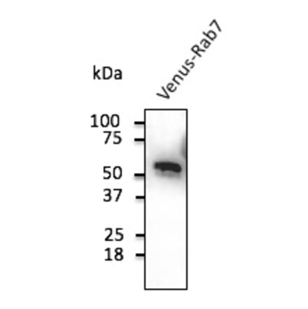 Western Blot - Anti-Venus Antibody (AB2166) - Antibodies.com