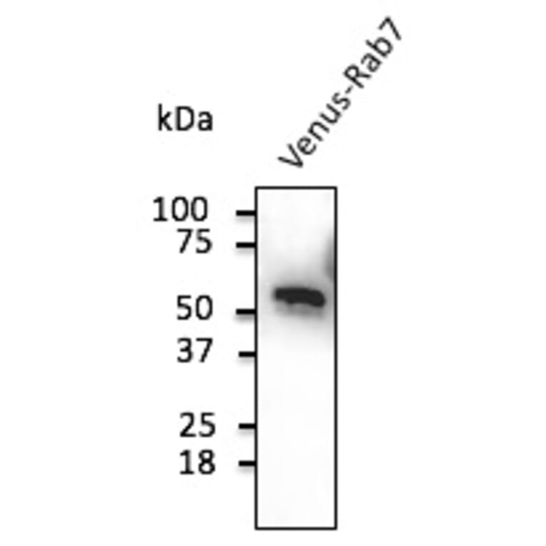 Western Blot - Anti-Venus Antibody (AB2166) - Antibodies.com