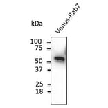 Western Blot - Anti-Venus Antibody (AB2166) - Antibodies.com