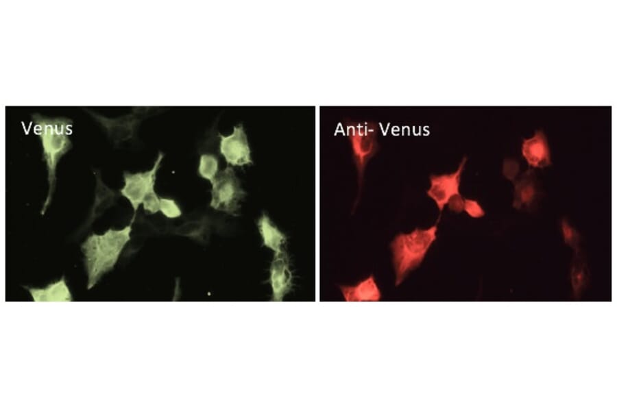 Immunoflouroscence - Anti-Venus Antibody (AB2166) - Antibodies.com