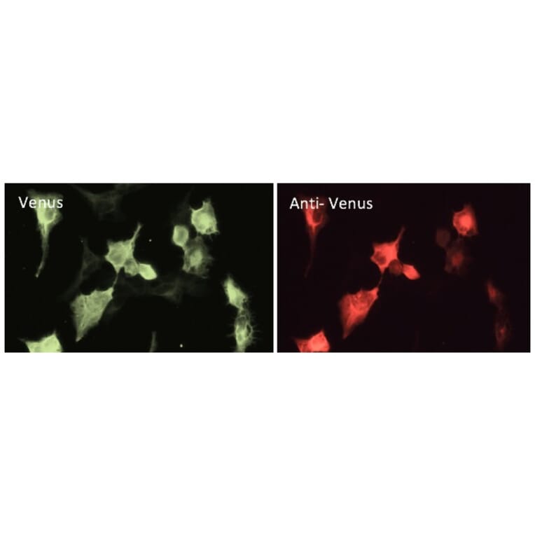 Immunoflouroscence - Anti-Venus Antibody (AB2166) - Antibodies.com