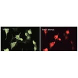 Immunoflouroscence - Anti-Venus Antibody (AB2166) - Antibodies.com