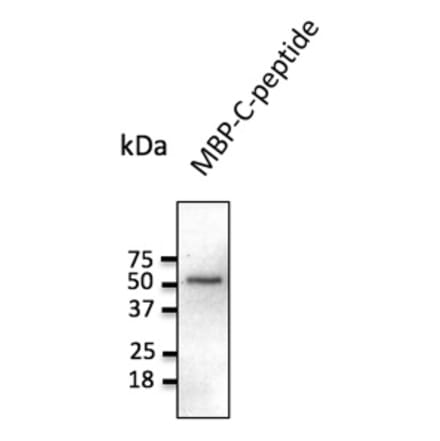 Western Blot - Anti-C Peptide Antibody (AB236237) - Antibodies.com