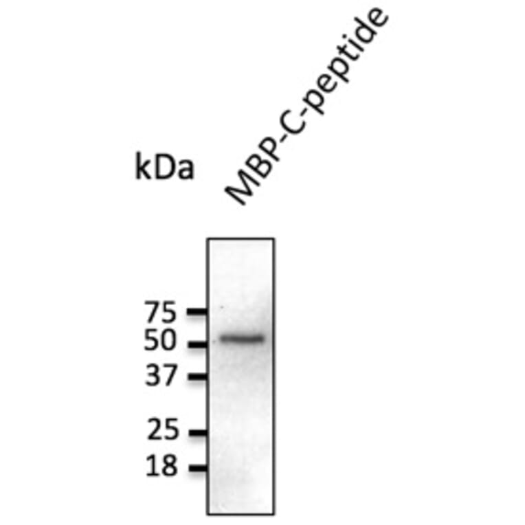 Western Blot - Anti-C Peptide Antibody (AB236237) - Antibodies.com