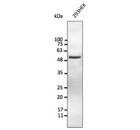 Western Blot - Anti-Vimentin Antibody (AB252253) - Antibodies.com