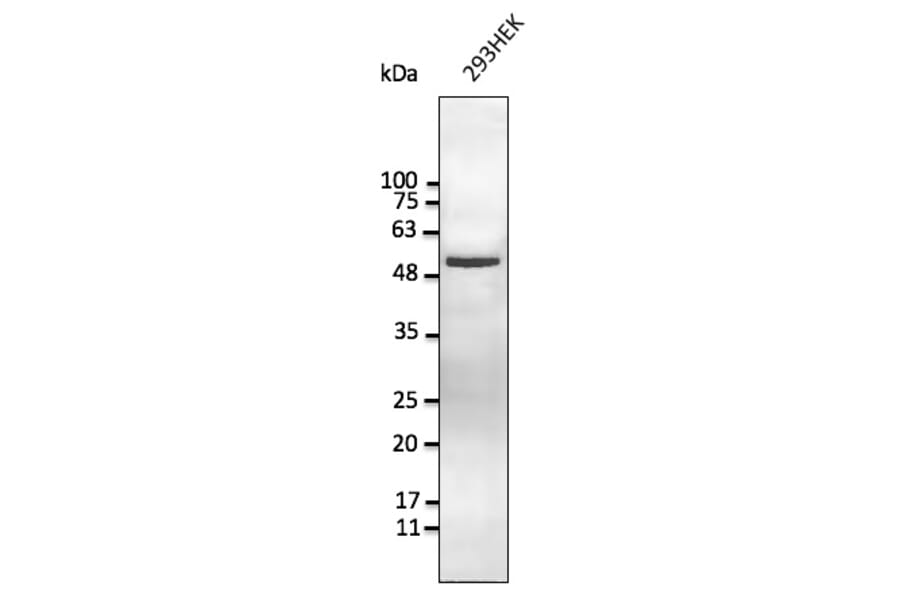 Western Blot - Anti-Vimentin Antibody (AB252253) - Antibodies.com