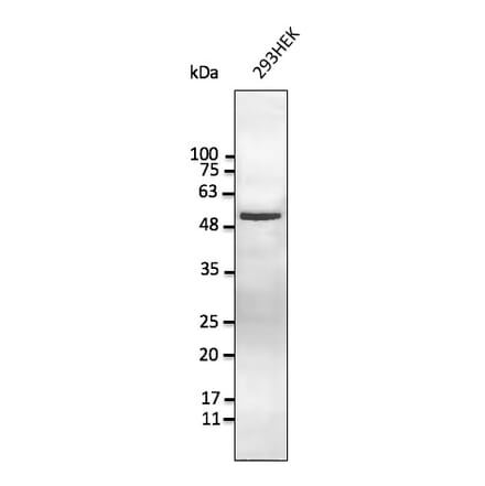 Western Blot - Anti-Vimentin Antibody (AB252253) - Antibodies.com