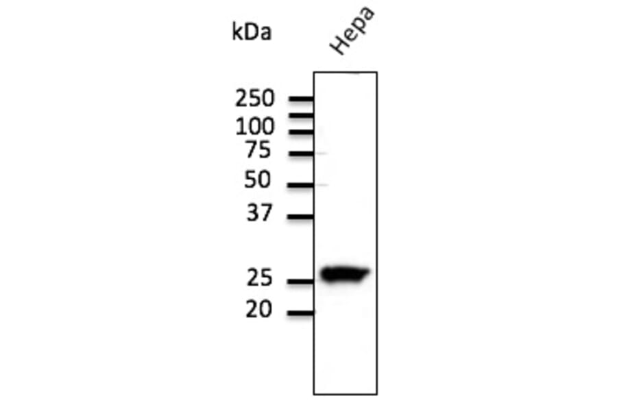 Western Blot - Anti-RAB11 Antibody (AB3035) - Antibodies.com