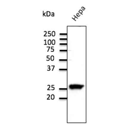 Western Blot - Anti-RAB11 Antibody (AB3035) - Antibodies.com