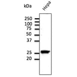 Western Blot - Anti-RAB11 Antibody (AB3035) - Antibodies.com