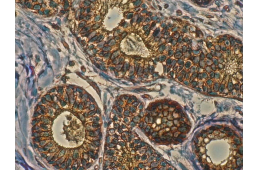 Immunohistochemistry - Anti-RAB11 Antibody (AB3035) - Antibodies.com