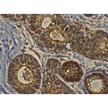 Immunohistochemistry - Anti-RAB11 Antibody (AB3035) - Antibodies.com