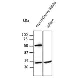 Western Blot - Anti-RAB8 Antibody (AB3176) - Antibodies.com