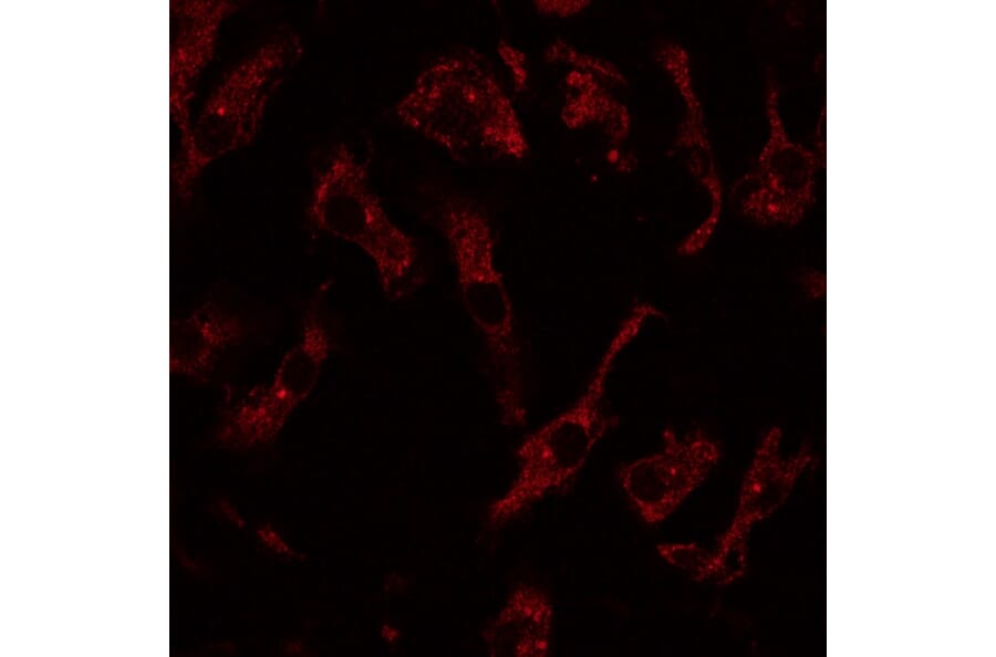 Immunoflouroscence - Anti-RAB8 Antibody (AB3176) - Antibodies.com