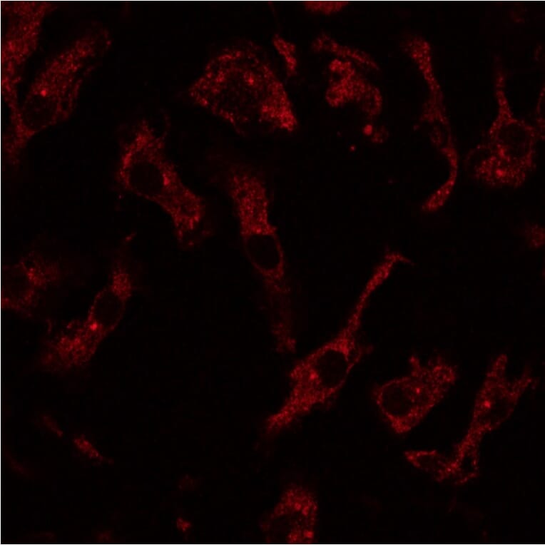 Immunoflouroscence - Anti-RAB8 Antibody (AB3176) - Antibodies.com
