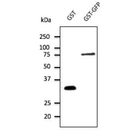 Western Blot - Anti-GST Antibody (AB4750) - Antibodies.com