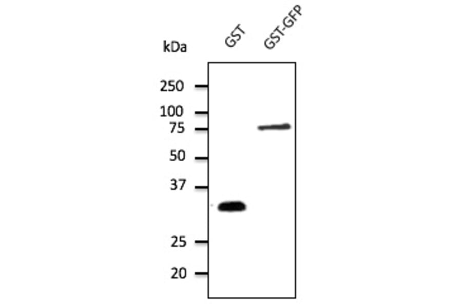 Western Blot - Anti-GST Antibody (AB4750) - Antibodies.com