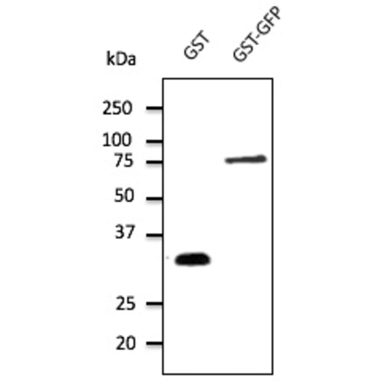 Western Blot - Anti-GST Antibody (AB4750) - Antibodies.com