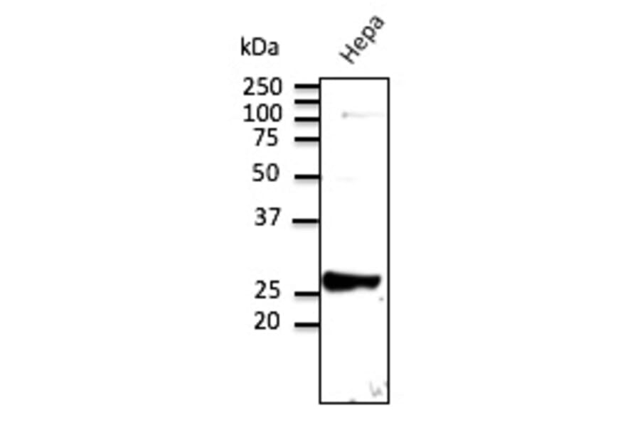 Western Blot - Anti-RAB9 Antibody (AB5626) - Antibodies.com