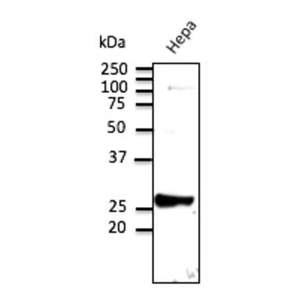 Western Blot - Anti-RAB9 Antibody (AB5626) - Antibodies.com