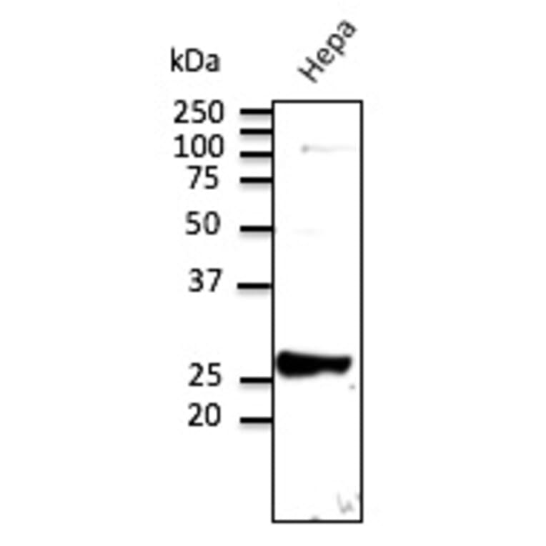 Western Blot - Anti-RAB9 Antibody (AB5626) - Antibodies.com