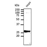 Western Blot - Anti-RAB9 Antibody (AB5626) - Antibodies.com