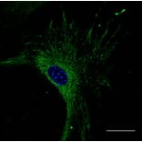 Immunoflouroscence - Anti-RAB27 Antibody (AB7223) - Antibodies.com