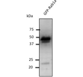 Western Blot - Anti-RAB1 Antibody (AB7818) - Antibodies.com
