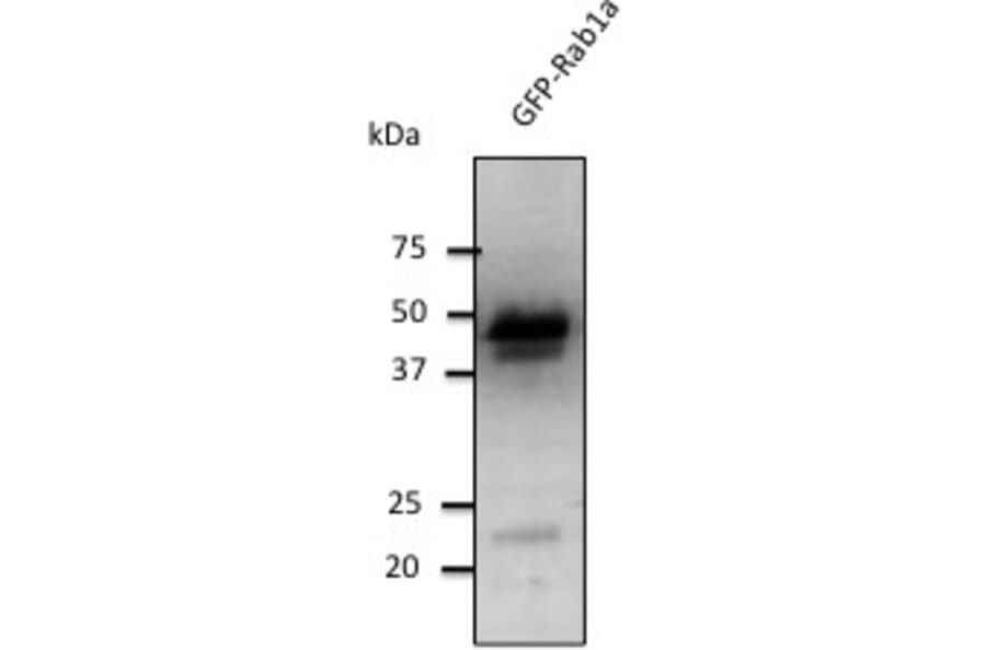 Western Blot - Anti-RAB1 Antibody (AB7818) - Antibodies.com