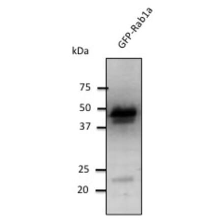 Western Blot - Anti-RAB1 Antibody (AB7818) - Antibodies.com