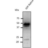 Western Blot - Anti-RAB1 Antibody (AB7818) - Antibodies.com