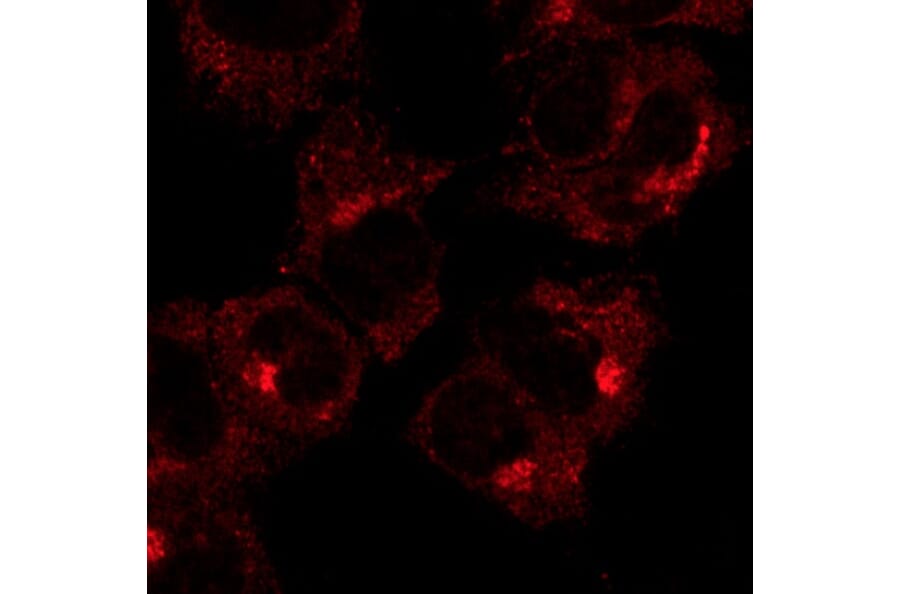 Immunoflouroscence - Anti-RAB1 Antibody (AB7818) - Antibodies.com