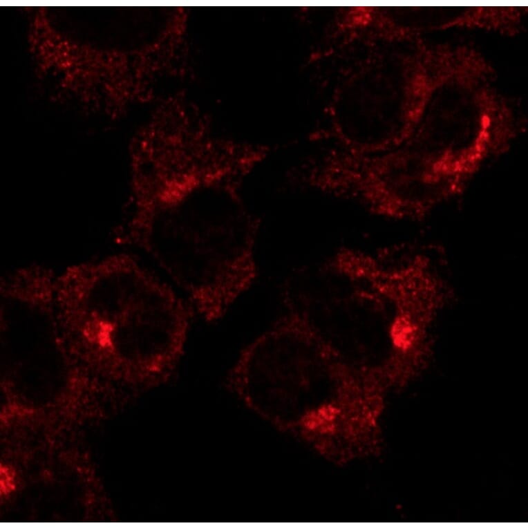 Immunoflouroscence - Anti-RAB1 Antibody (AB7818) - Antibodies.com