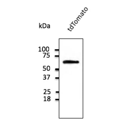 Western Blot - Anti-tdTomato Antibody (AB8181) - Antibodies.com