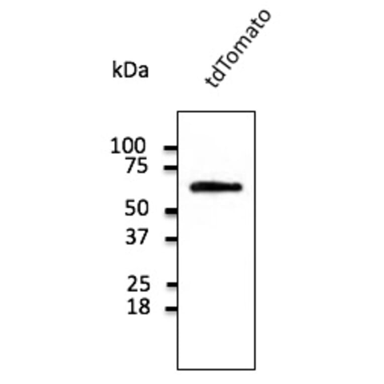 Western Blot - Anti-tdTomato Antibody (AB8181) - Antibodies.com